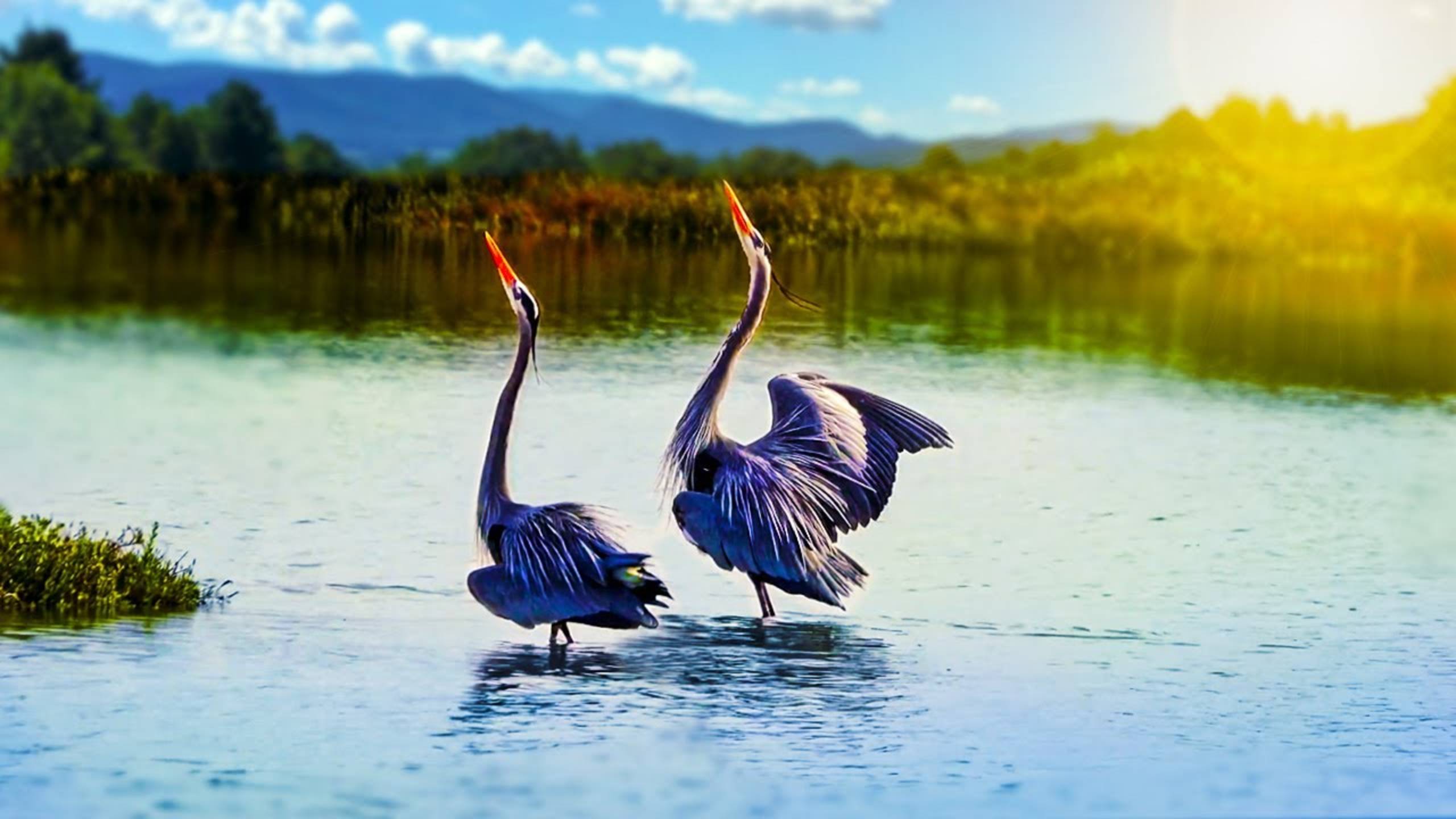 Цапля за цаплей - Наталия Лансере - Детская песня про цаплю и цаплю... смотреть онлайн