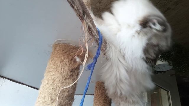 Планы резко поменялись👀 Убрали гуся🦢 Оказались в Динской😏 Одним опилочки другим шторочки🐤 смотреть онлайн