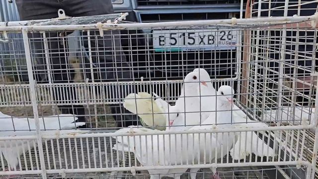 Голуби цены Птичий рынок г Пятигорск - ч2 смотреть онлайн