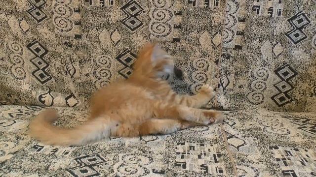 Чистокровные Котята Мейн Кун-Питомник LICACOON смотреть онлайн