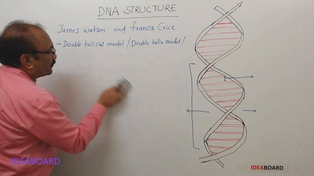 DAY 45: STRUCTURE OF DNA смотреть онлайн