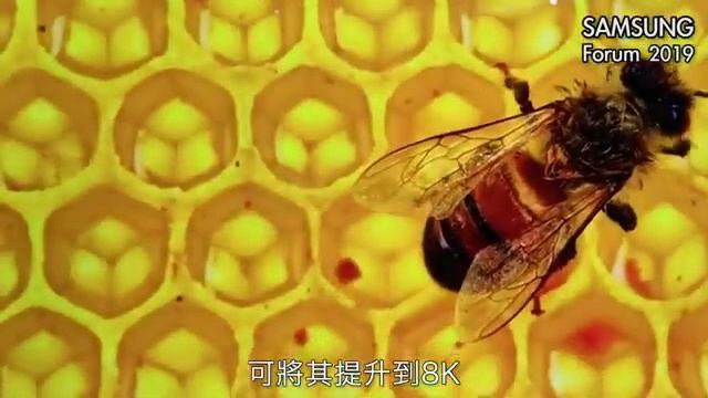 Samsung Forum 2019 最新QLED 8K AI電視 смотреть онлайн