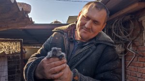 НУТРИЯ ощенилась. Поведение семьи НУТРИЙ при появлении малышей. 17.11.24