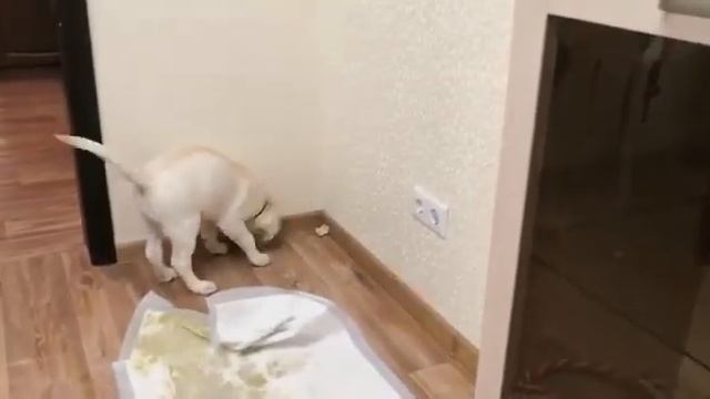 Закапываем кость ) смотреть онлайн