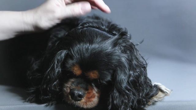 Syringomyelia Health Problem By Cavalier King Charles Spaniel