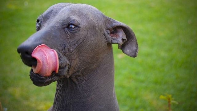 TOP 10 Most Underrated Dog Breeds смотреть онлайн