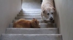 Коты пугают собак лучшая подборка.