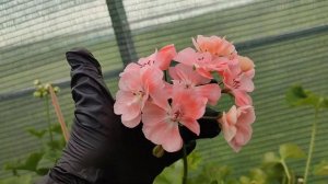 Обзор цветущих пеларгоний 1 августа 2024.