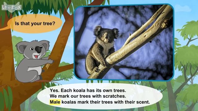 Meet the Animals 31_ Koala _ Level 2 _ By Little Fox смотреть онлайн