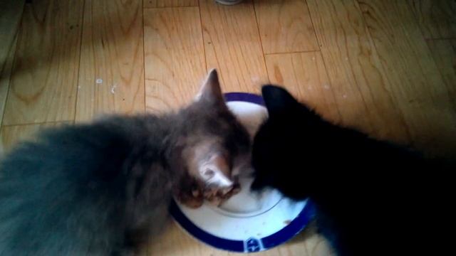 Малыши Чернуха и Серропузина смотреть онлайн