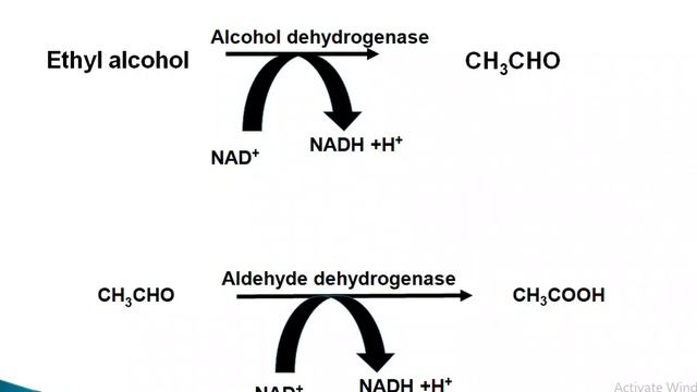 Role of xenobiotics in diseases смотреть онлайн