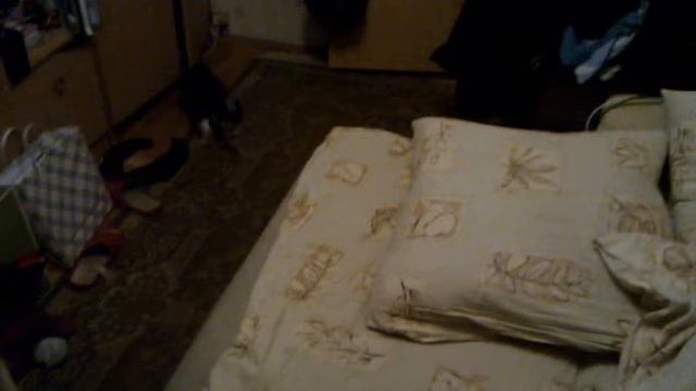 Кот как собака - Cat as dog смотреть онлайн