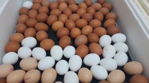 Инкубация куриных яиц на 19 день