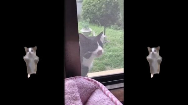 Wha Wha Wha Cat Full Song