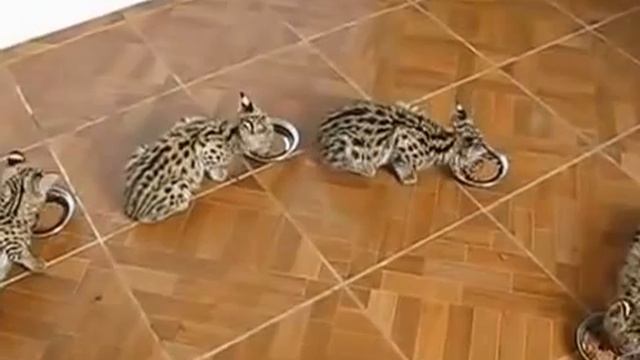 Серъезные котики смотреть онлайн