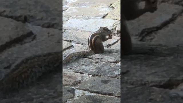 squirrels #ලෙනා sri 🇱🇰 lanka #animals #my home смотреть онлайн