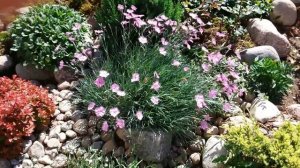 МОЛОДОЙ САД хозяйки канала “Цветули у Светули”