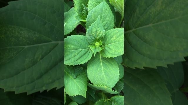 ГОРТЕНЗИИ УСЫПАНЫ БУТОНАМИ. Ждём феерическое цветение. #сад #гортензии #цветники #цветы смотреть онлайн