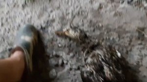 Охота на утку 🦆!!!!!! Успешная охота на утку с хатсан АЛЬФА