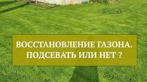 Восстановление газона.