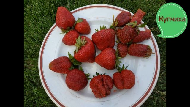 Самые сладкие, самые вкусные сорта клубники в нашем саду. смотреть онлайн