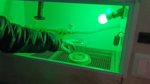 Брудер для перепелов. 
Сделал лучше чем себе.