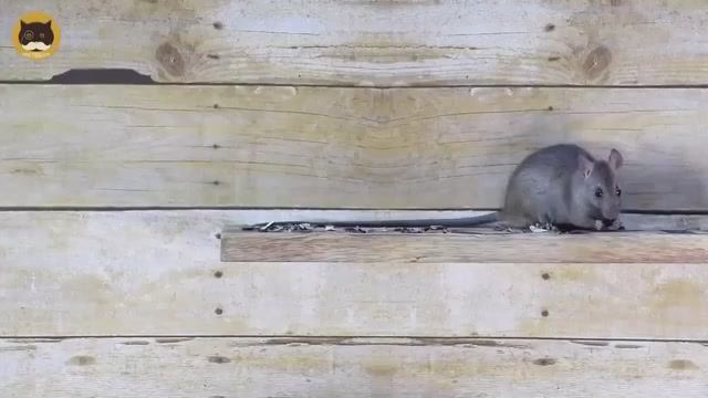 Игры для кошек на экране