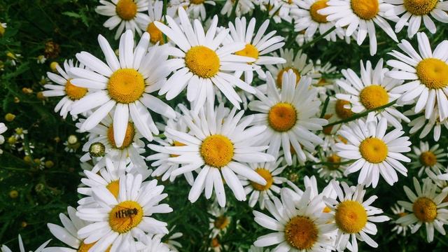 Песня Ромашка белая смотреть онлайн