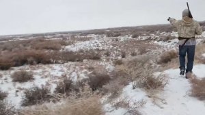 Зимняя охота на зайца. Казахстан 2022