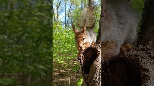 Синица, белка, дупло - Tit, squirrel, hollow смотреть онлайн