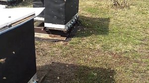 Сила семей в результате зимовки на воле и весеннего утепления темным агроматериалом.