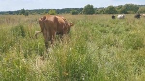 Повышение мощности электропастуха для большего контроля над стадом