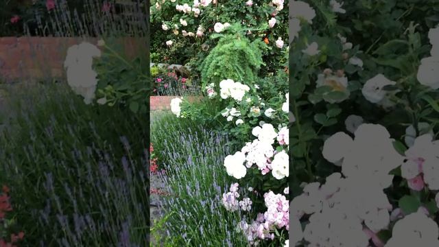 Сейчас в саду розовая фейерия #сад #цветы #розы #цветники смотреть онлайн