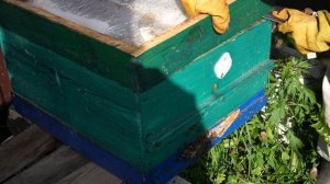 ОСЕННИЕ РАЗВИТИЕ ОТВОДКОВ