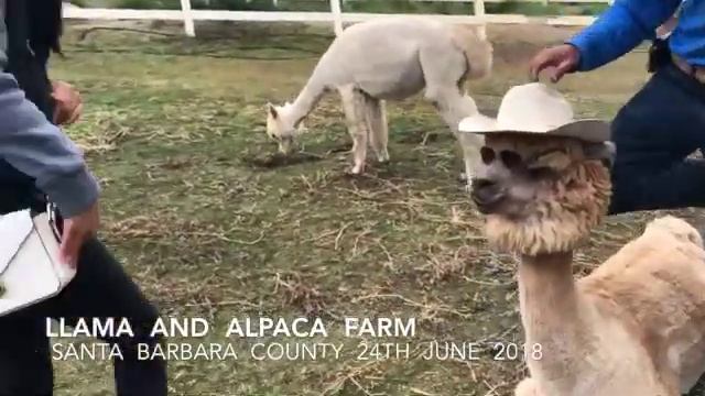 LLama & Alpaca Farm in SAnta Barbara County смотреть онлайн
