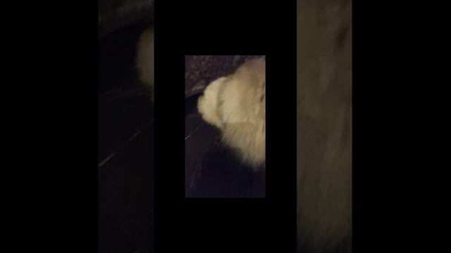 соня и новогодние носки