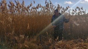 Заготовка ТРОСТНИКА для НУТРИЙ. 17.11.24.