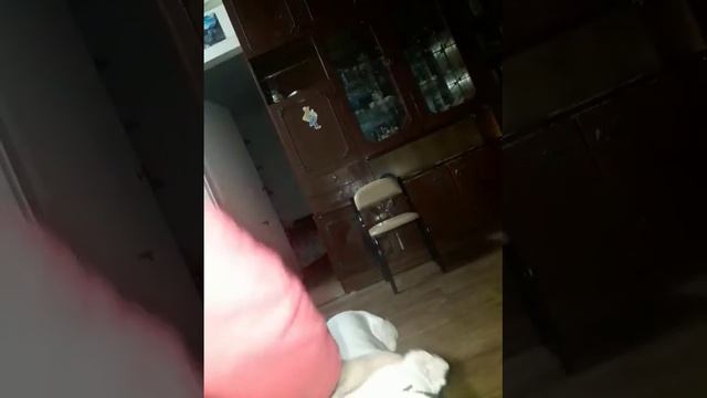 Моя СОБАКА УМЕЕТ ПЕТЬ! ШОК смотреть онлайн