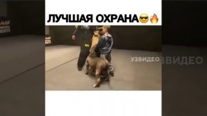 лучшая охрана для детей. самые добрые собаки.the best security for children. the kindest dogs.