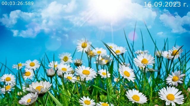 782 На полянке 16.09.2023 г смотреть онлайн