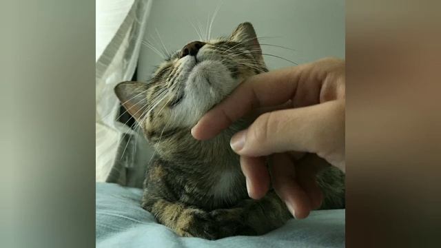 мурчание 5 минут . кошка мурчит смотреть онлайн