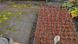 Размножение голубики черенкованием.