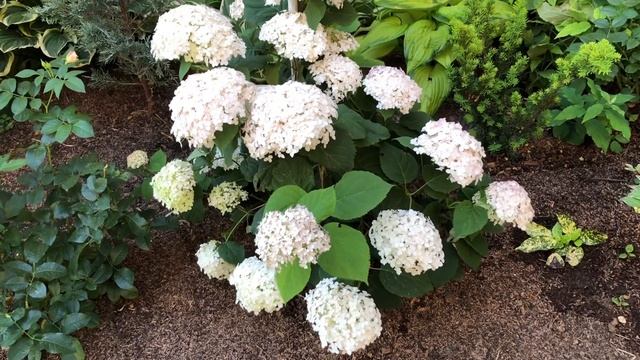 ГОРТЕНЗИЯ ДРЕВОВИДНАЯ «КАНДИБЕЛЛЕ МАРШМЕЛЛОУ» ( Candybelle Marshmallow ) смотреть онлайн