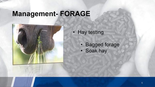 Equine Cushings Disease смотреть онлайн