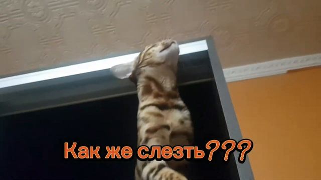 Кот теряет сознание и упал!cat.The cat loses consciousness and falls. смотреть онлайн