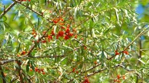 Эркин Одинаев 2024 Ба кадрам мераси рузе.