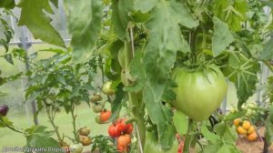 Выращивание томатов. Полный цикл. Вся агротехника от А до Я ! #помидор #тома #огород #семена