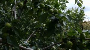 Схема обработок плодовых деревьев от плодовой гнили и других болезней.