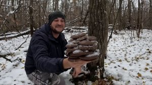 СНЕГА ПО КОЛЕНО, а Я СОБИРАЮ ГРИБЫ.  Сбор грибов в ноябре2024