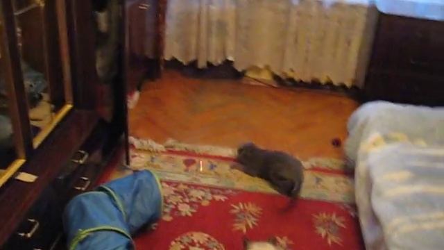Коты и лазерная указка.AVI смотреть онлайн